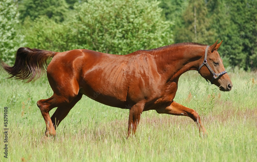 Fototapeta premium don red chestnut mare