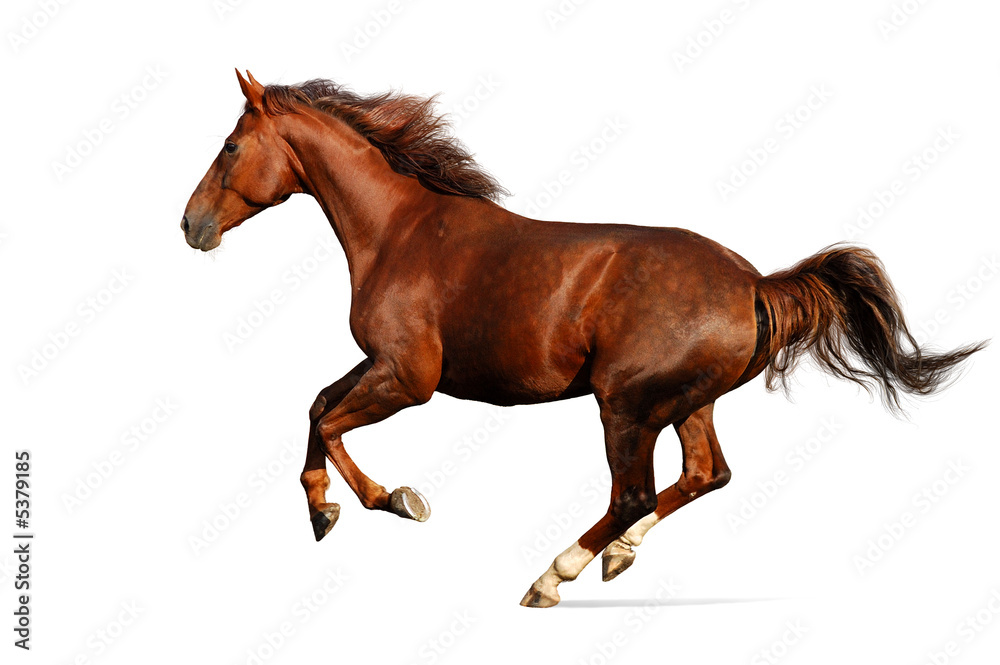 Fototapeta premium Gallop horse