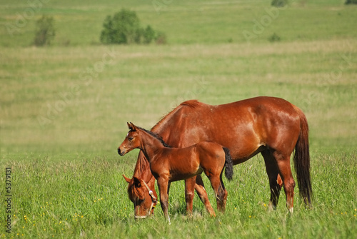 Red mare and red colt