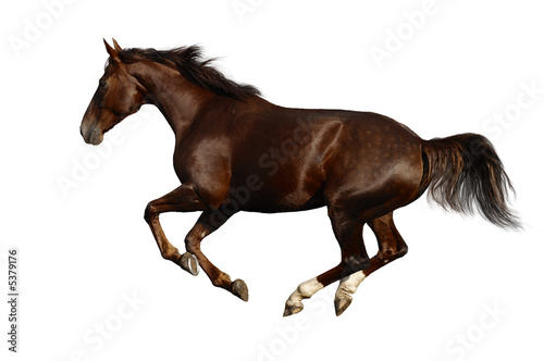 Fotografia, Obraz gallop horse