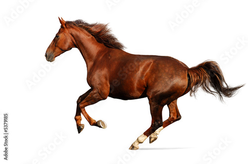 Fotografie, Tablou Gallop horse