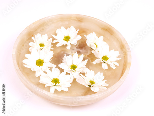 Daisies swimming in a bowl of water