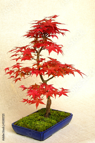 Bonzaï , Erable palmé deshojo (ACER PALMATUS DESHOJO) , 