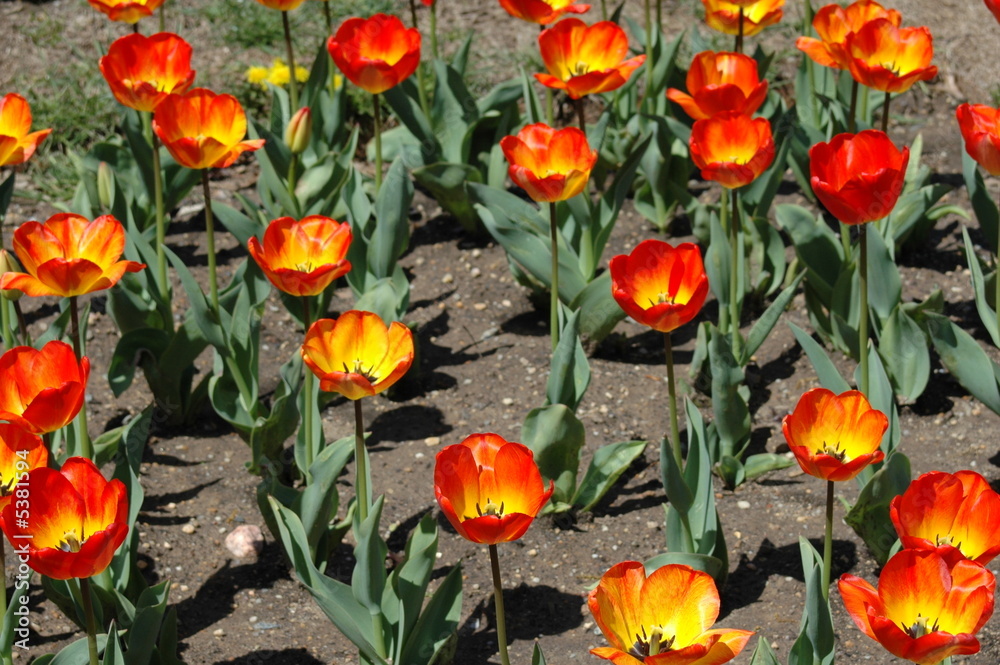 Fototapeta premium Red Flowers