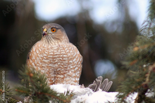 Sharp shinned hawk sits in a pine tree with it's prey