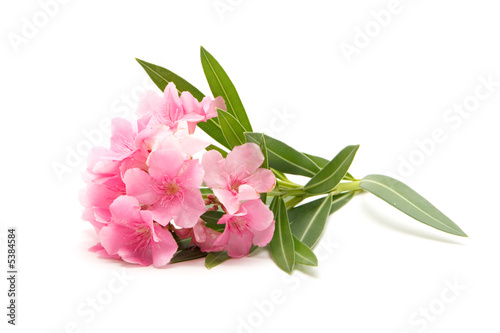 Pink oleander flower on isolated white background photo