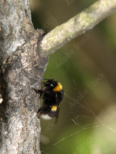 Bumblebee (Bombus sp.) on a tree, close-up