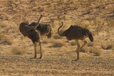 Ostrich females (Struthio camelus)