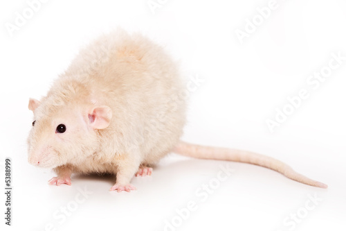 Rat on white background