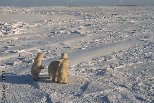 Polar bear family, wary of approaching bear. Canadian Arctic.