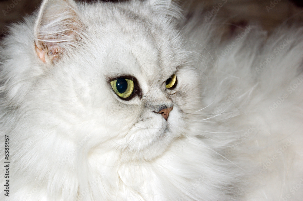 A white persian cat close-up.