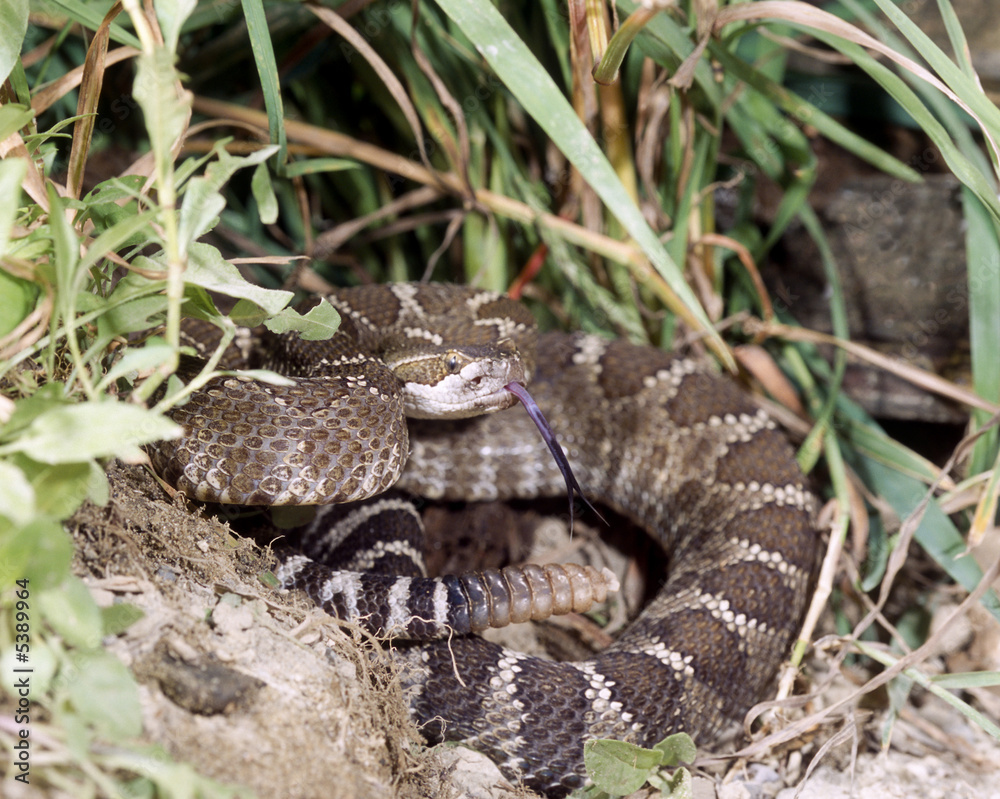 Eastern diamondback rattlesnake Eastern diamondback rattlesnake