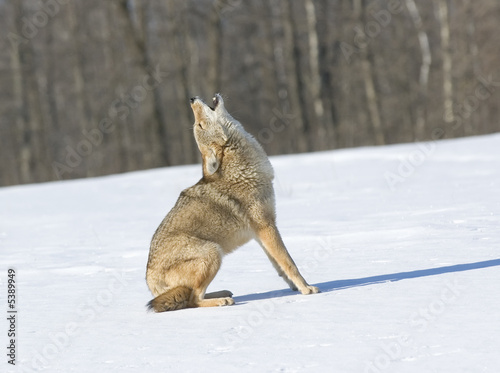 Leinwand Poster Coyote howling in winter..Photographed in Northern Minnesota
