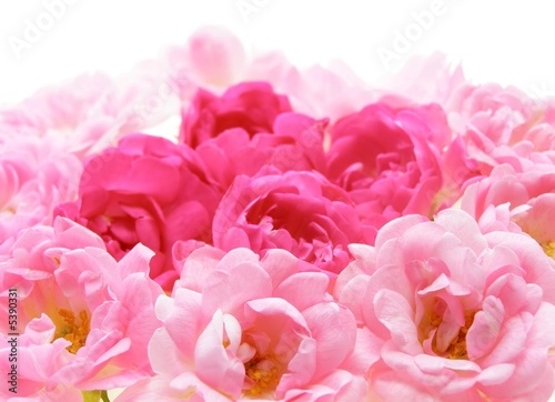 Close-up of pink rose flowers against white background