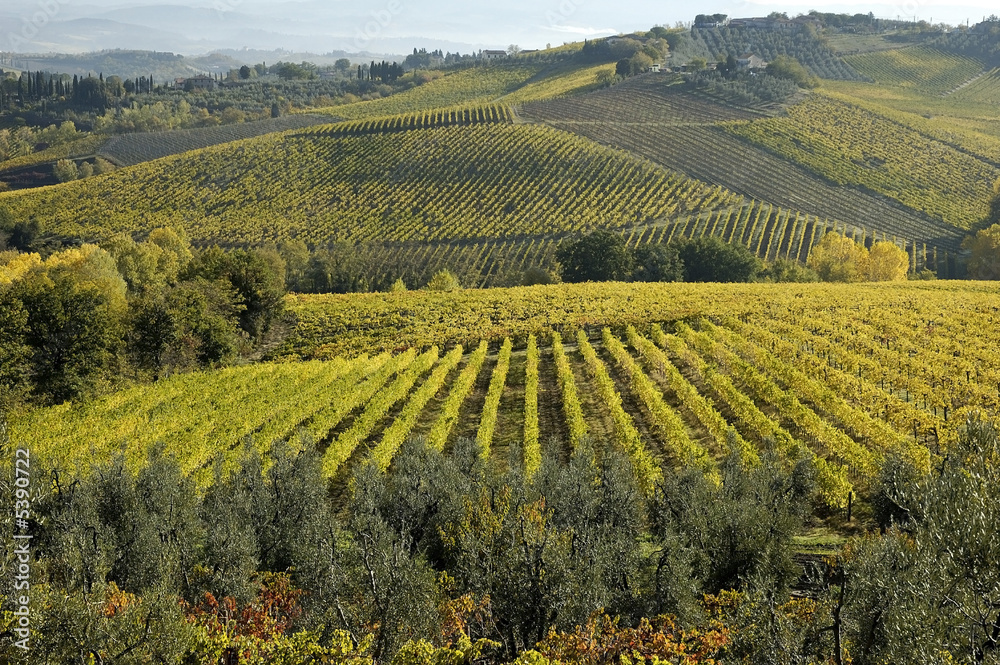 Les vignes du Chianti en Toscane