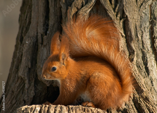 nice red squirrel on the tree stub