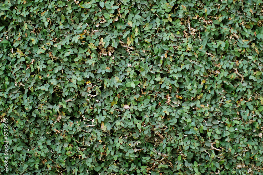 natural green wall of fence or hedge natural green wall of fence or hedge