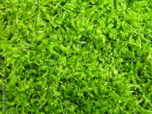 green irish moss