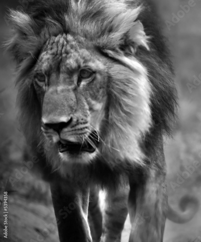Black And White Lion