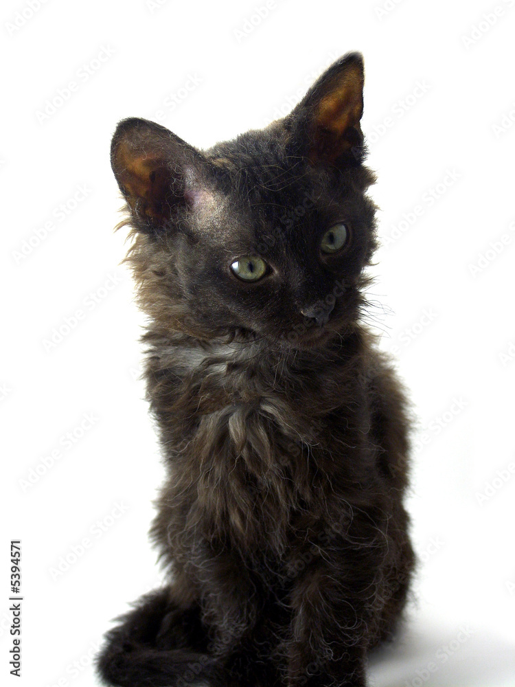 Black kitten looking attentively on a white background
