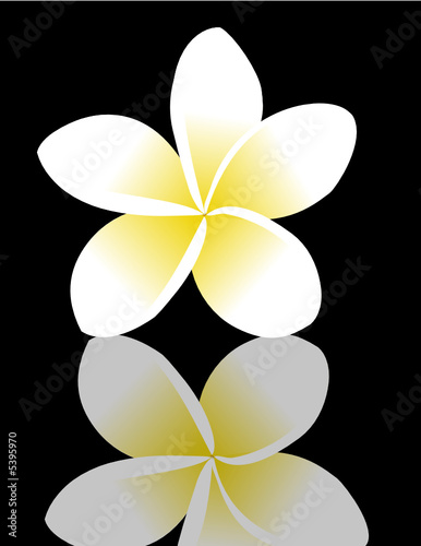 frangipani (plumeria), reflected on a black surface