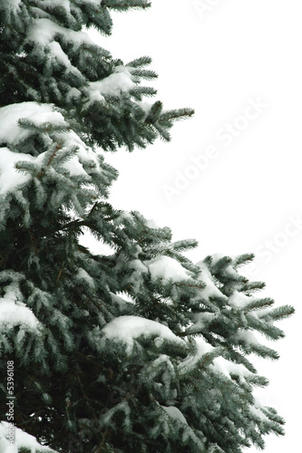 Fir Tree with Snow