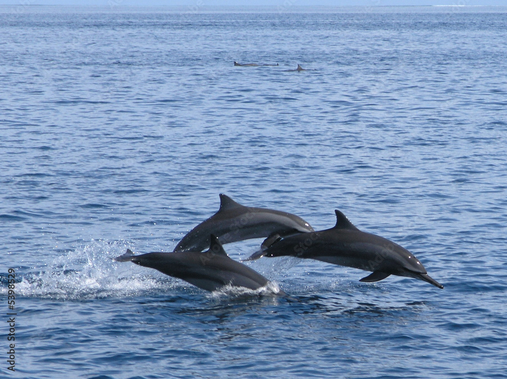 Obraz premium OLYMPUS DIGITAL CAMERA