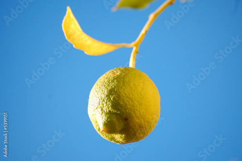 citron photo