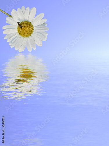 little beetle on marguerite is reflected in water