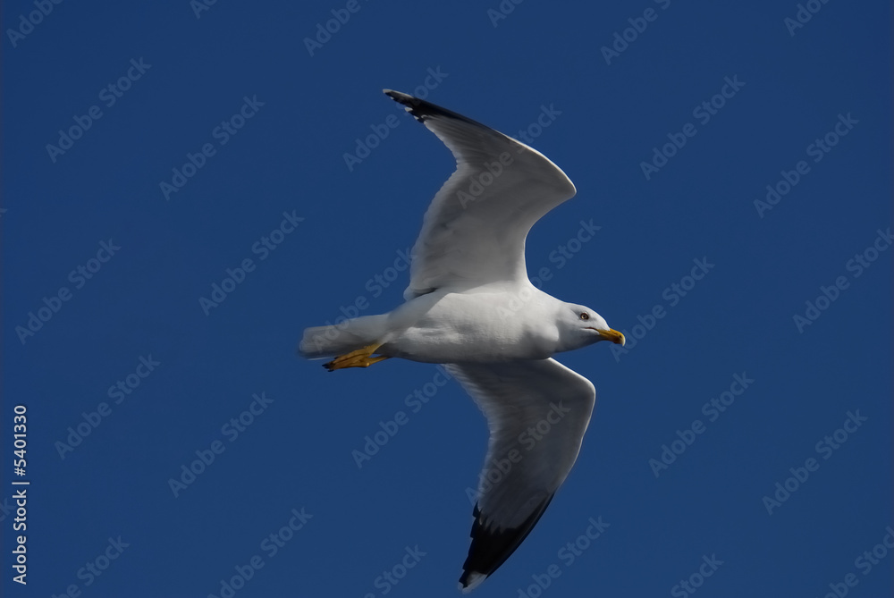 Seagull flying over blue sky