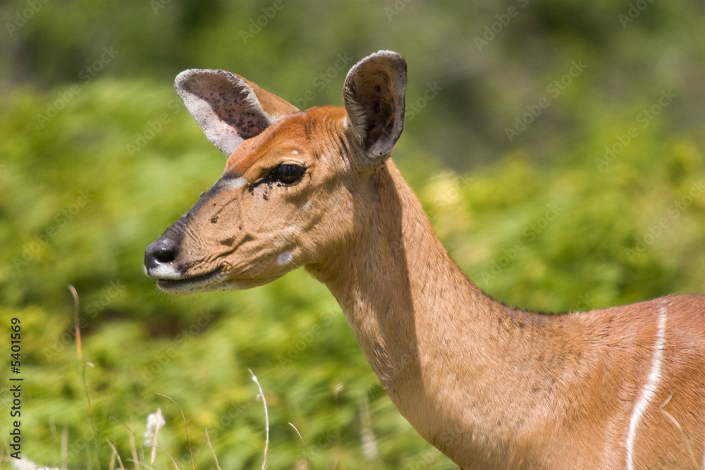 A head and shoulders shot of a female kudu. A head and shoulders shot of a female kudu.