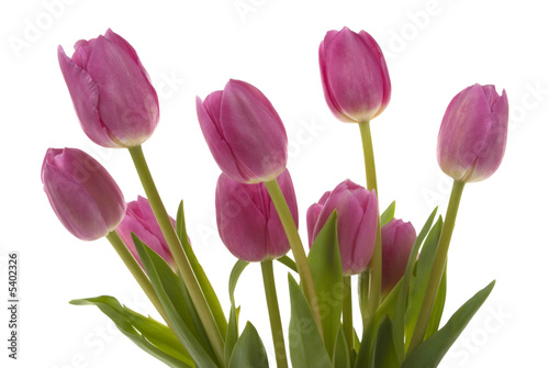 Fototapeta Naklejka Na Ścianę i Meble -  Elegant tulips
