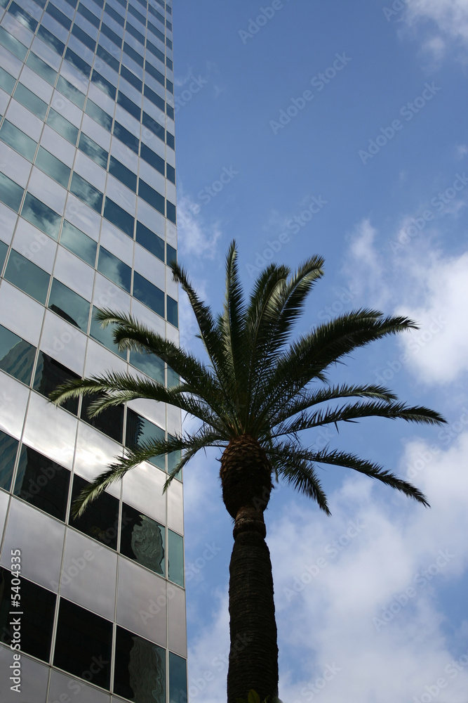 Skyscraper with palm tree
