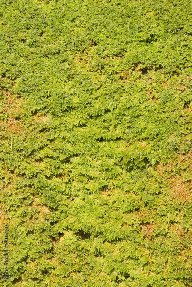 texture lichen