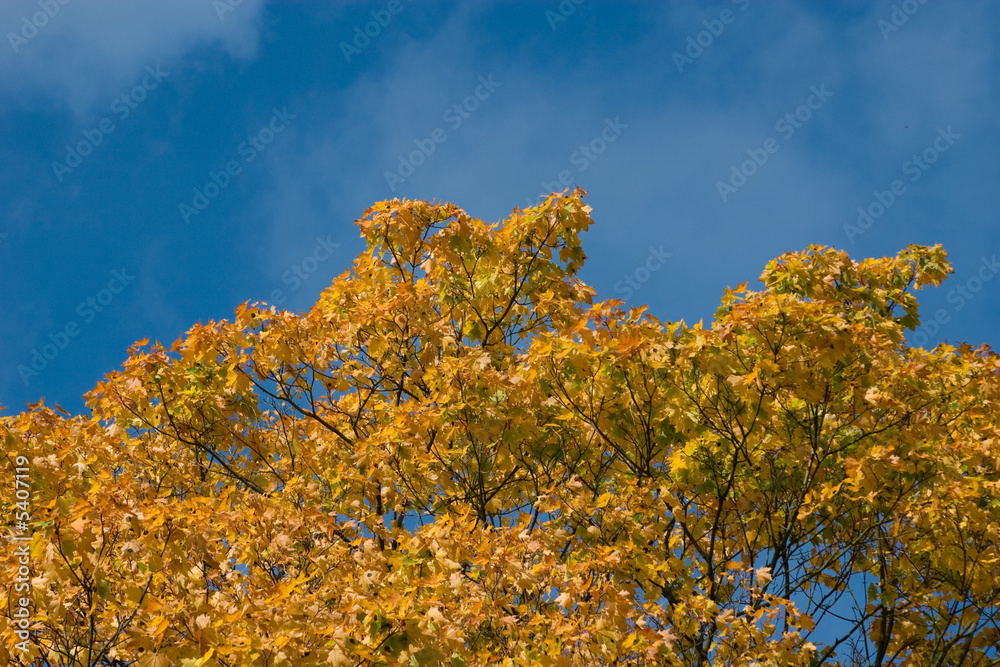 Fototapeta premium Herbsthimmel