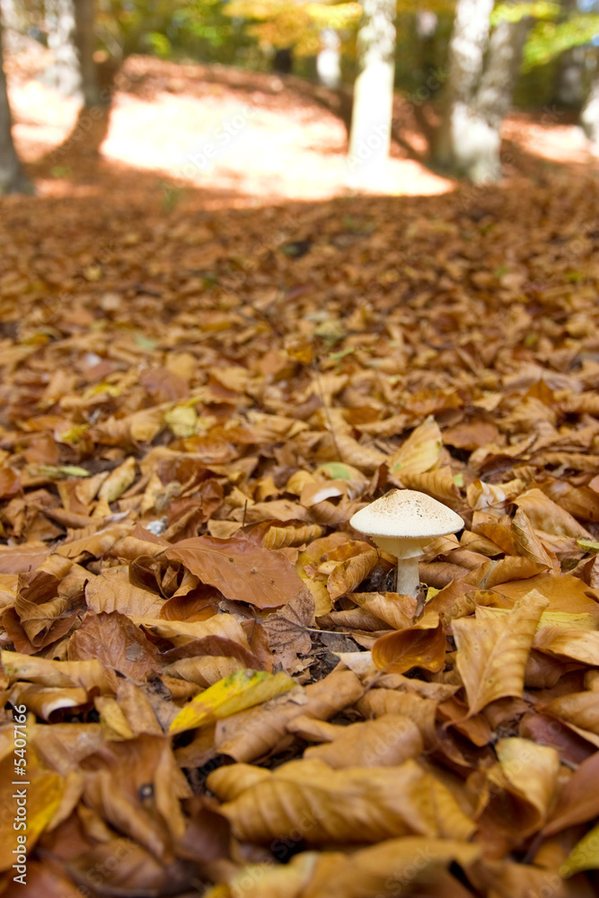 Pilzherbst Pilzherbst