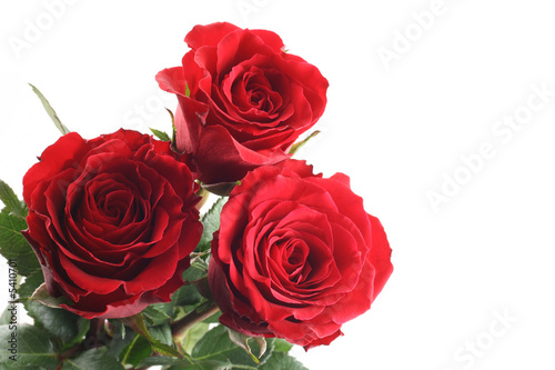 three beautiful red roses isolated on white