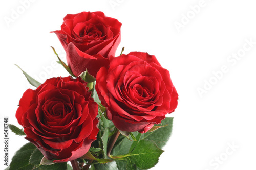 three beautiful red roses isolated on white