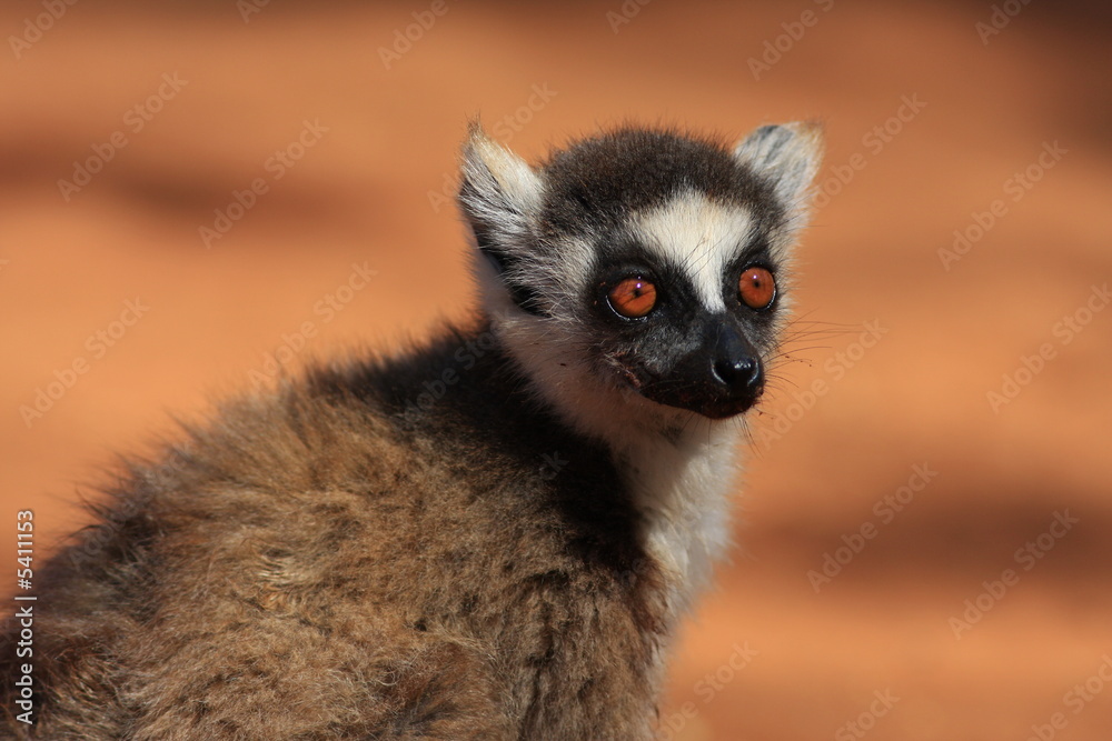 Fototapeta premium maki catta madagascar