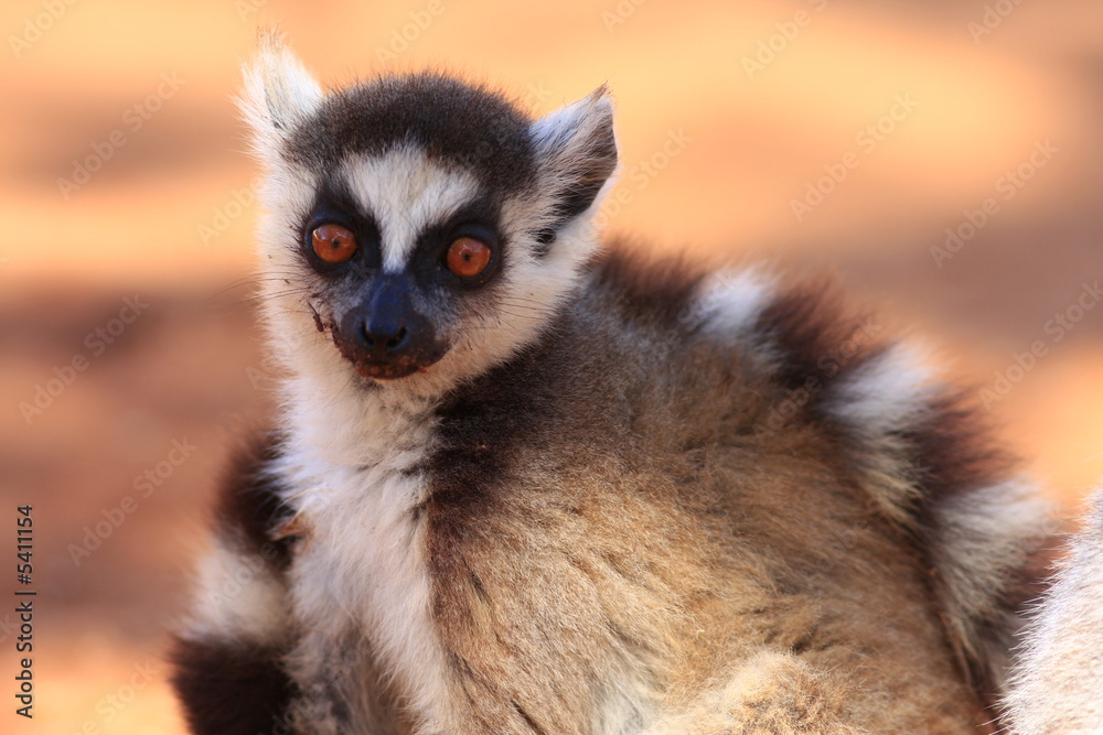 Fototapeta premium maki catta madagascar