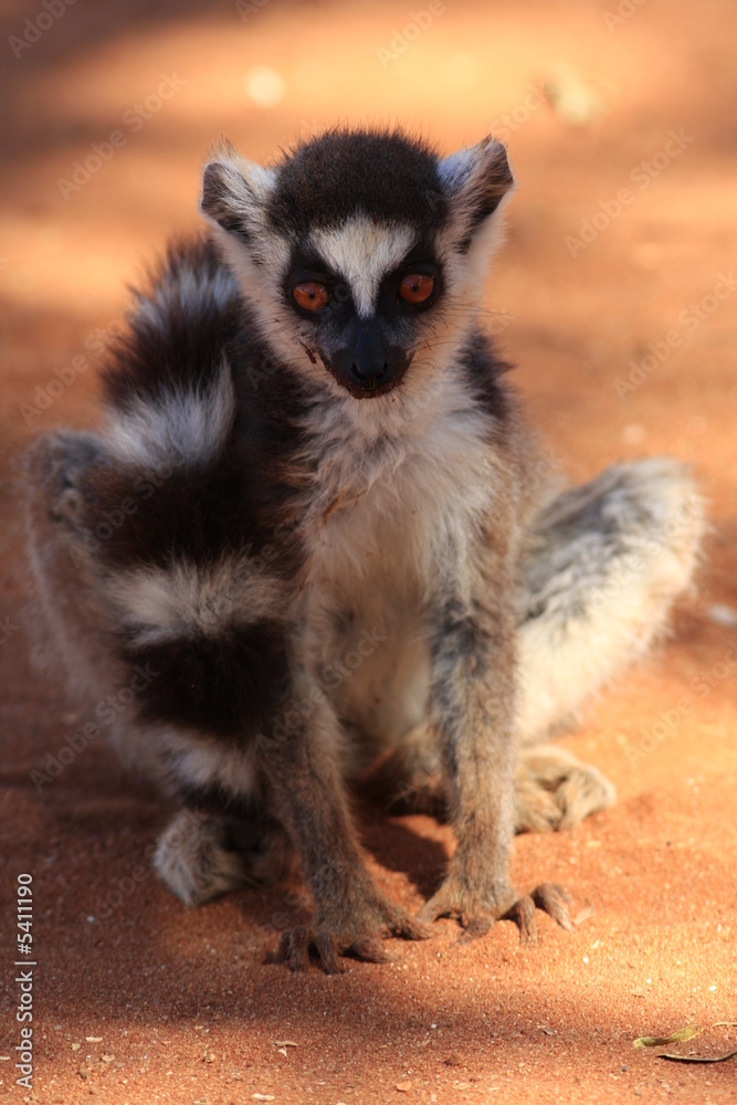 Obraz premium jeune maki catta madagascar