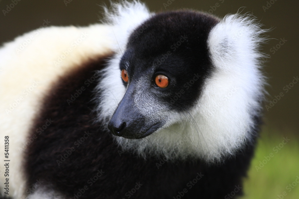 Fototapeta premium portrait de maki vari madagascar