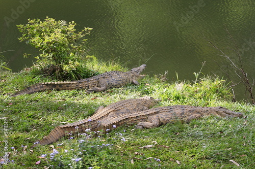 crocodiles prenant le soleil