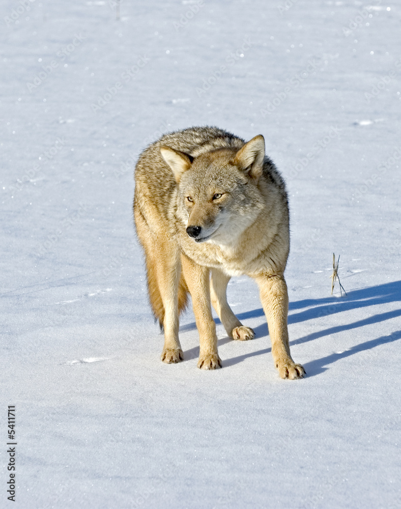 Obraz premium Coyote in snow covered field. 