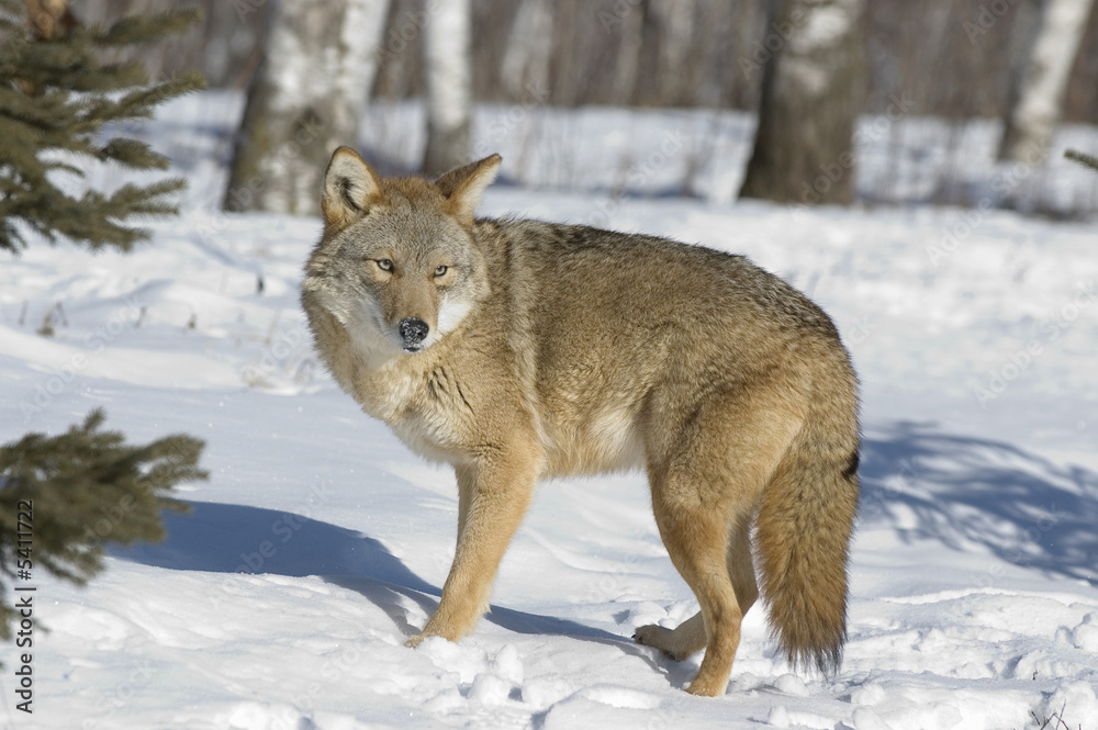 Coyote in winter coat.  Northern Minnesota