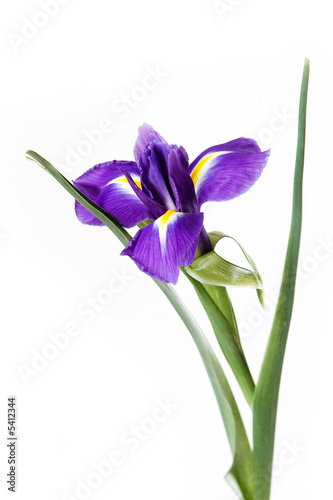 Iris on white background