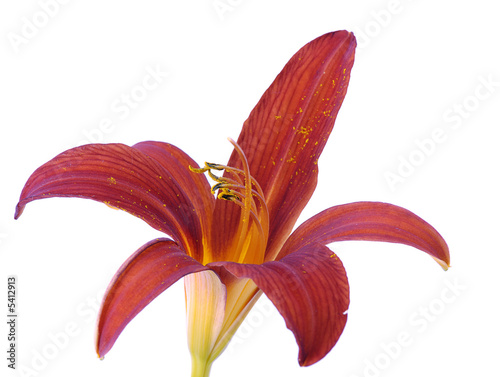 single flower of lily isolated on white background
