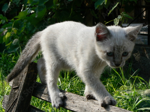 Ciam Cat photo