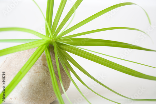 Canvas Print Plante zen et pierre