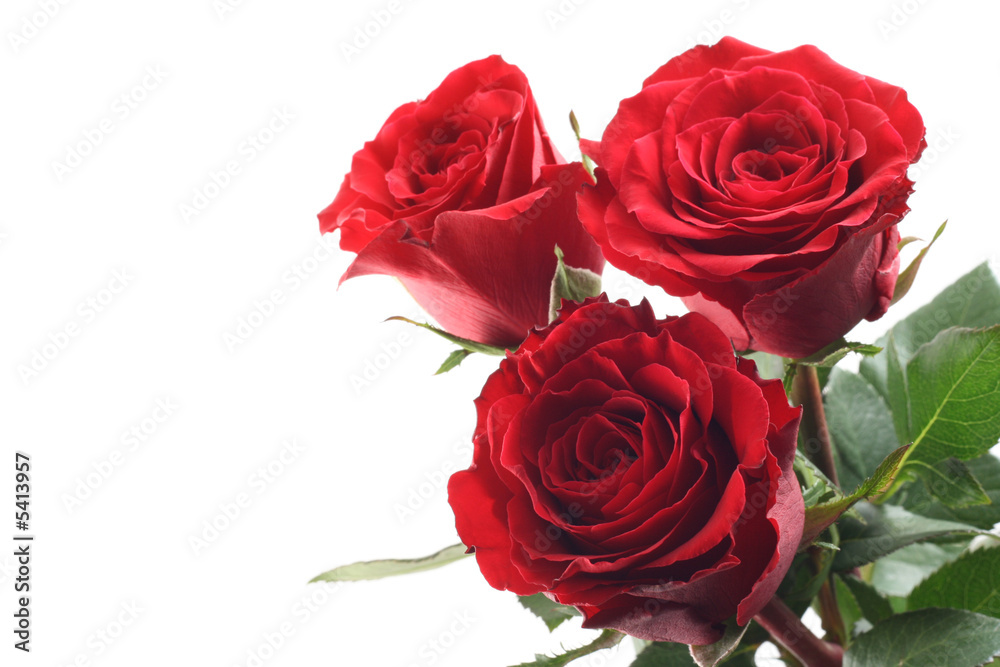three beautiful red roses isolated on white three beautiful red roses isolated on white